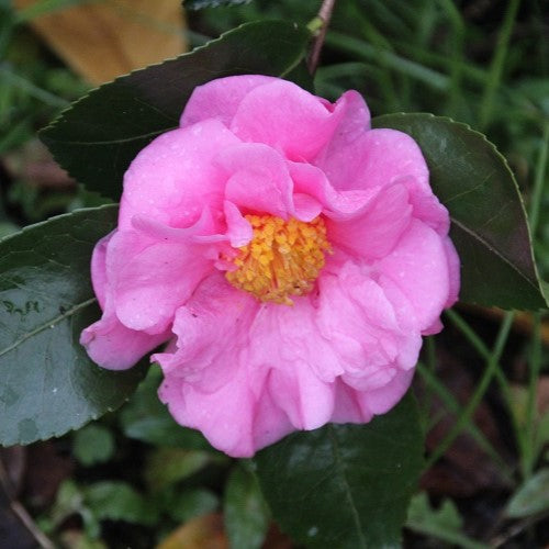 Camellia Winter's Interlude – Hot Plants