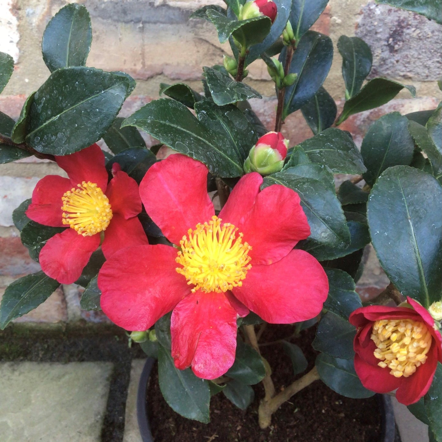 Camellia Yuletide Christmas Gift Wrapped & Tagged