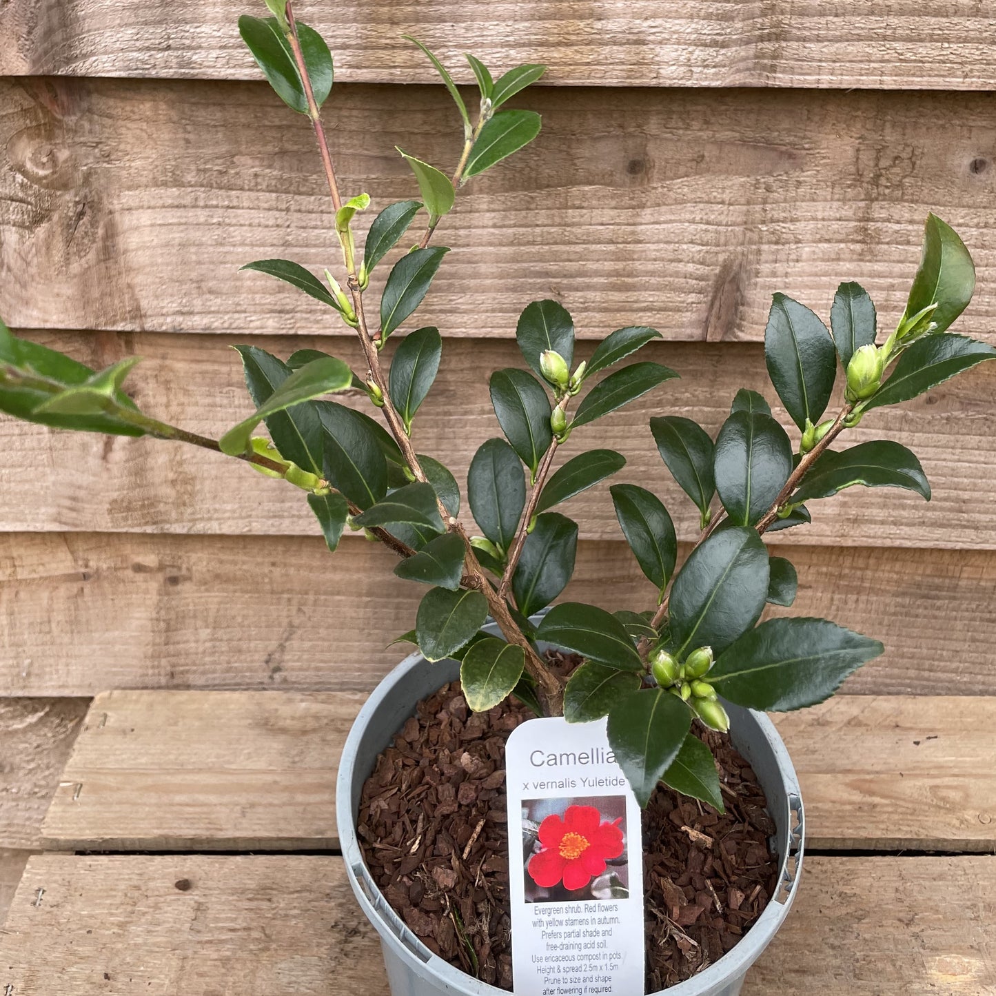 Camellia Yuletide Christmas Gift Wrapped & Tagged