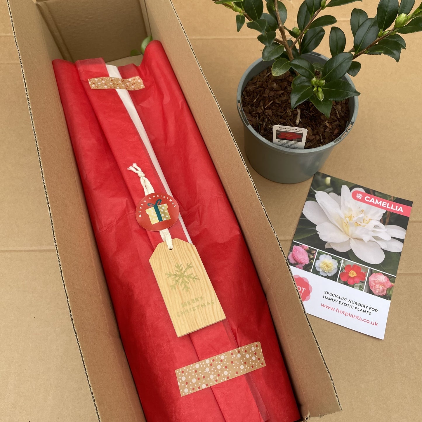 Camellia Yuletide Christmas Gift Wrapped & Tagged