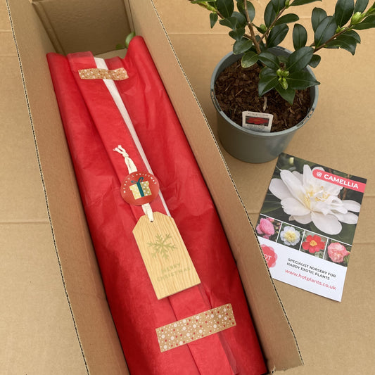 Camellia Yuletide Christmas Gift Wrapped & Tagged