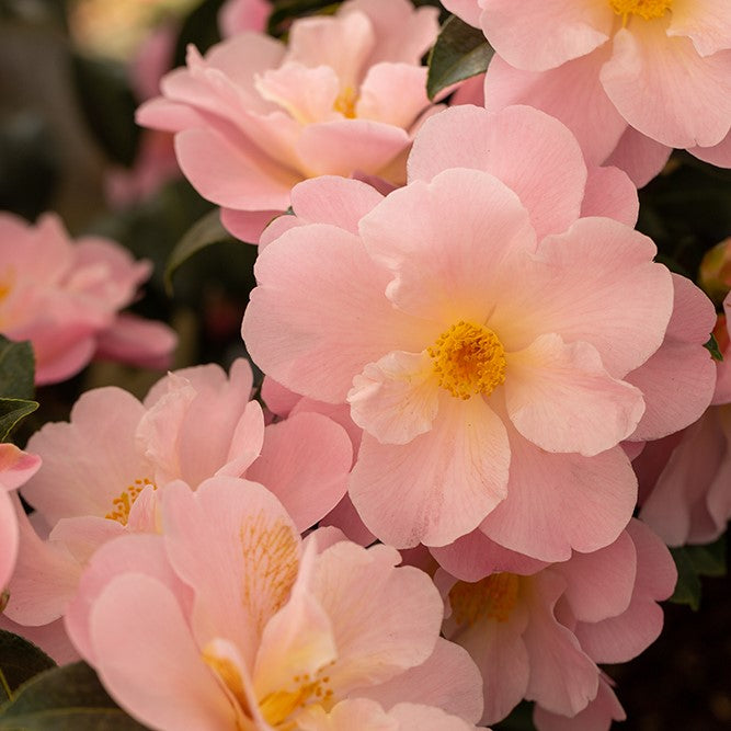 Camellia Congratulations