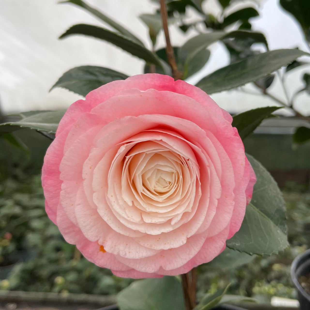 Camellia Desire
