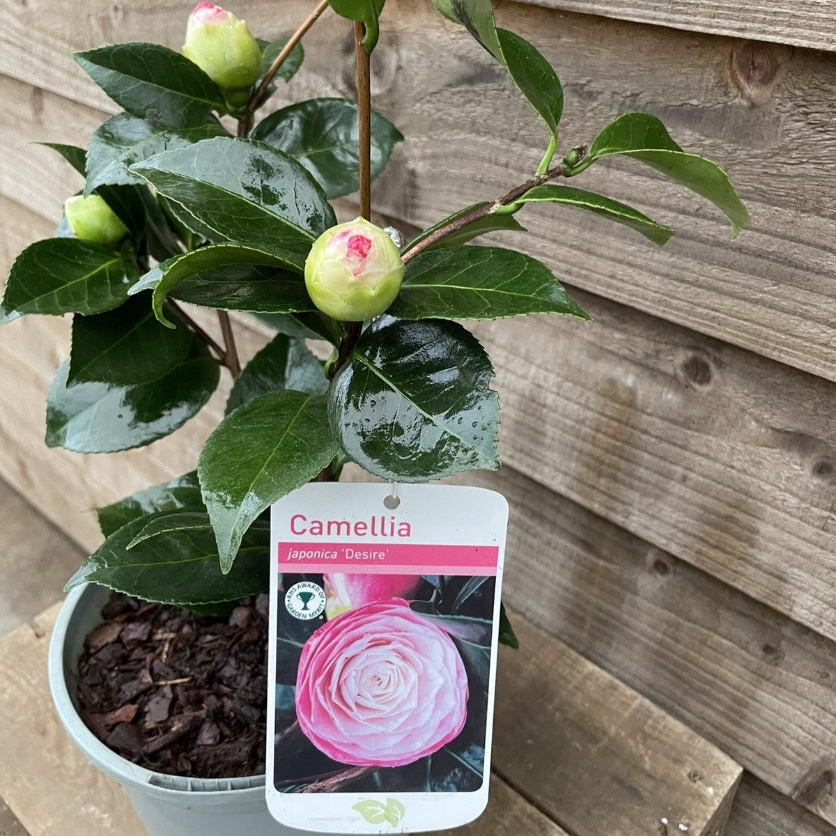 Camellia_Desire_2ltr.jpg?v=
