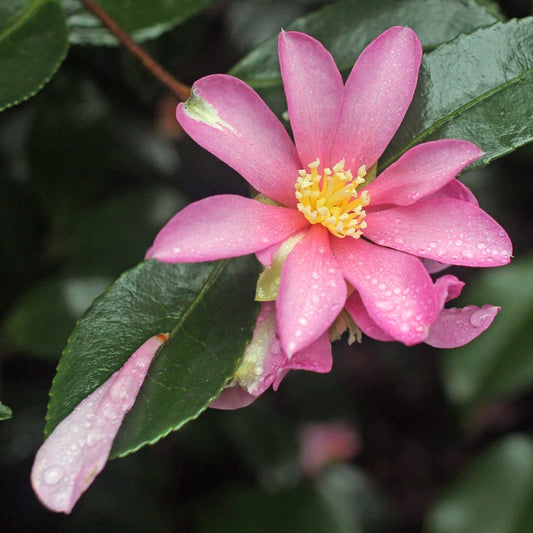 Flowering Camellia Sasanqua Hugh Evans Plant