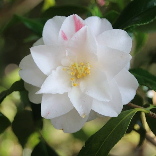 White Camellia Japonica Lady Vansittart Flower