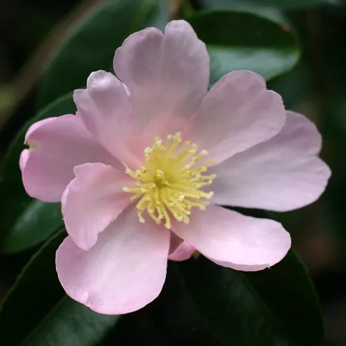 Camellia Plantation Pink