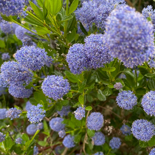 Blue Ceanothus Flowers
