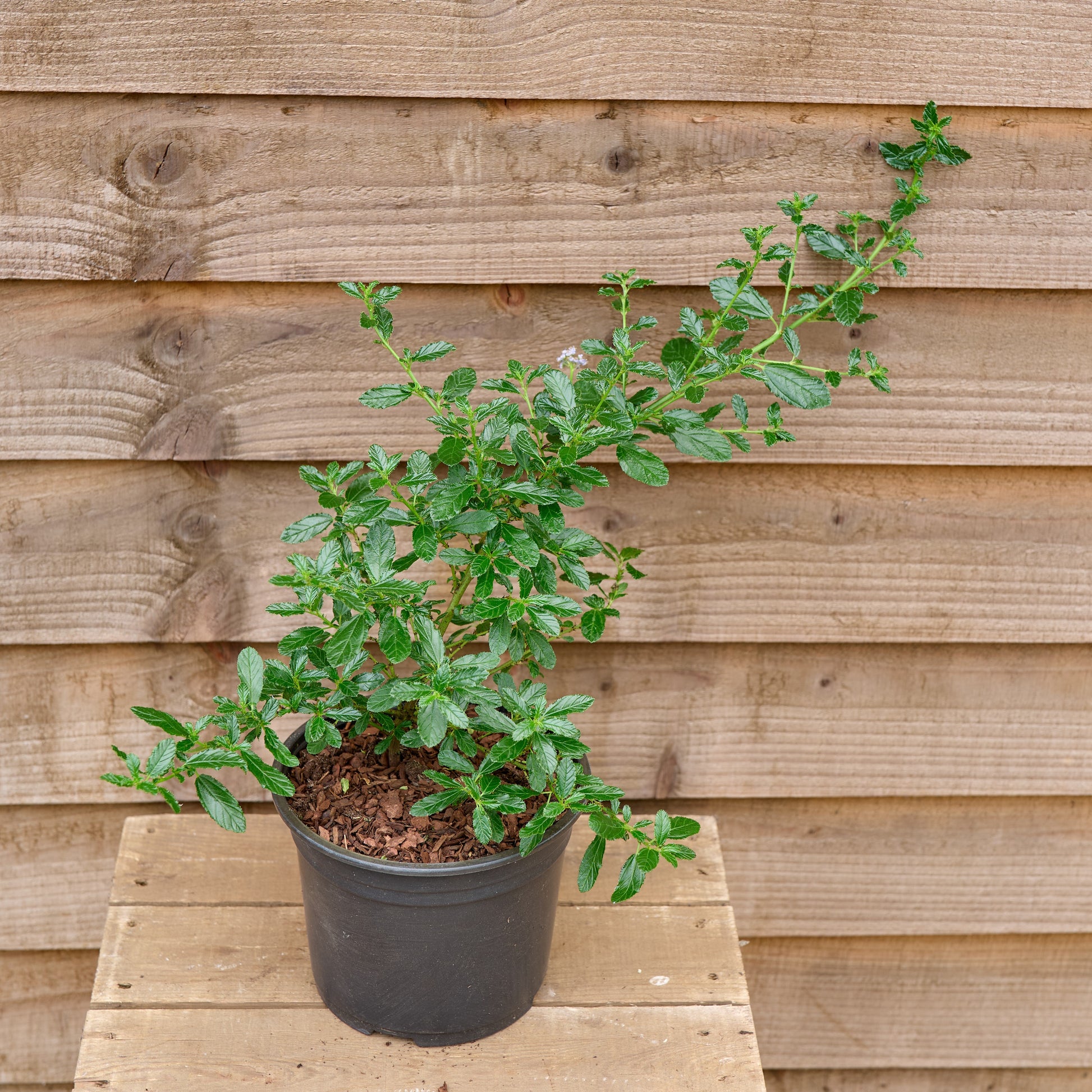 Blue Ceanothus Potted Plant