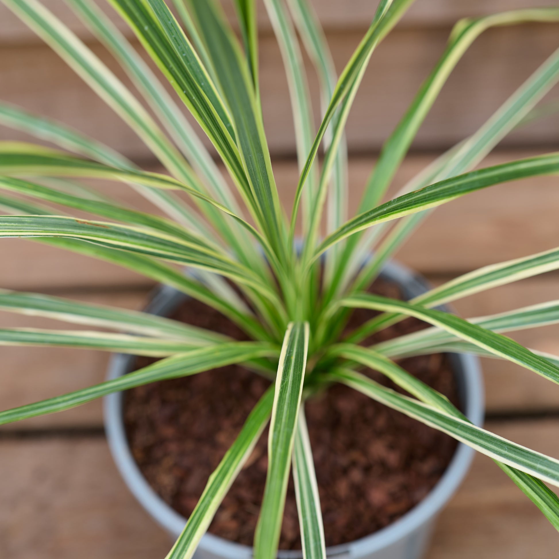 Potted Cordyline Lime Passion