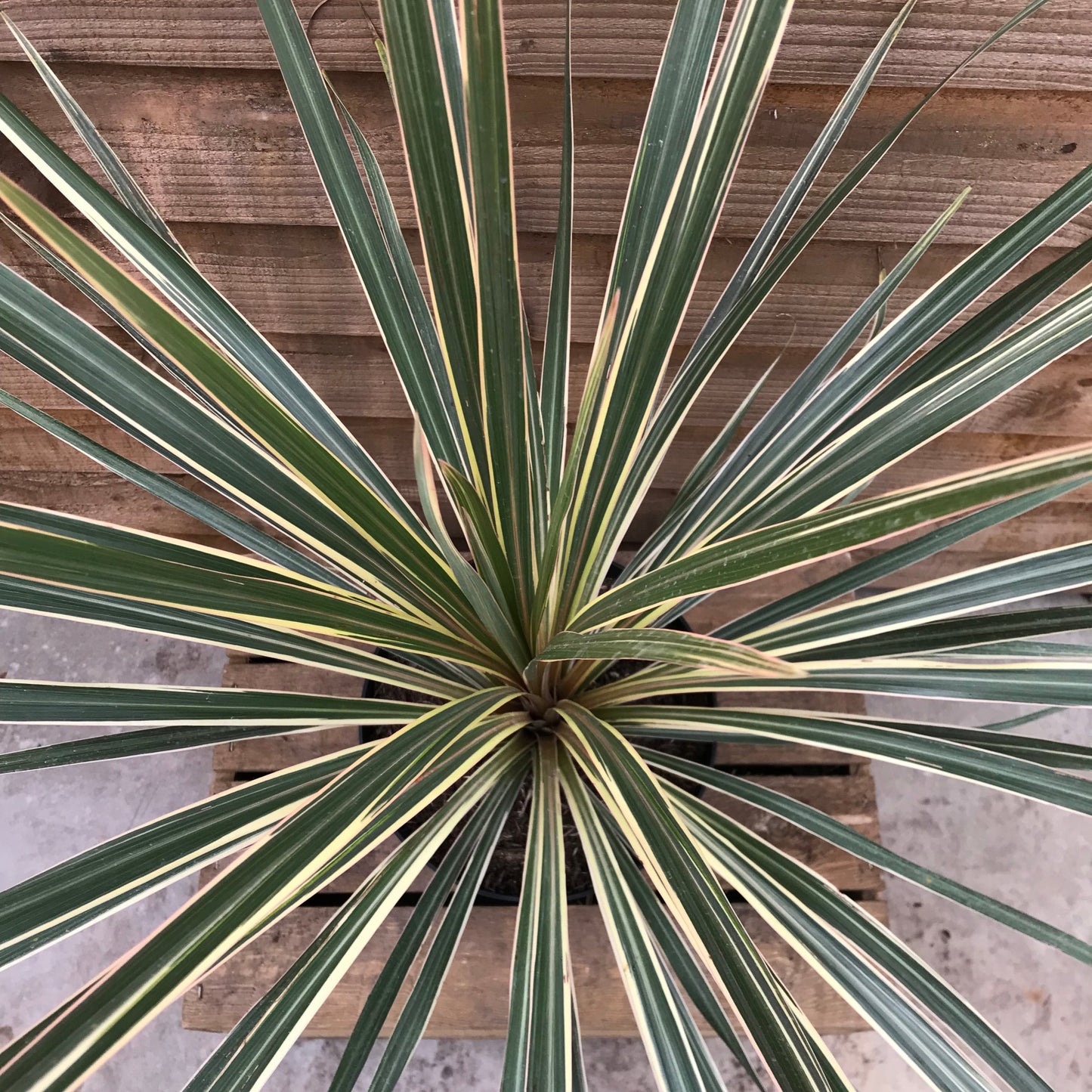 Cordyline Torbay Dazzler