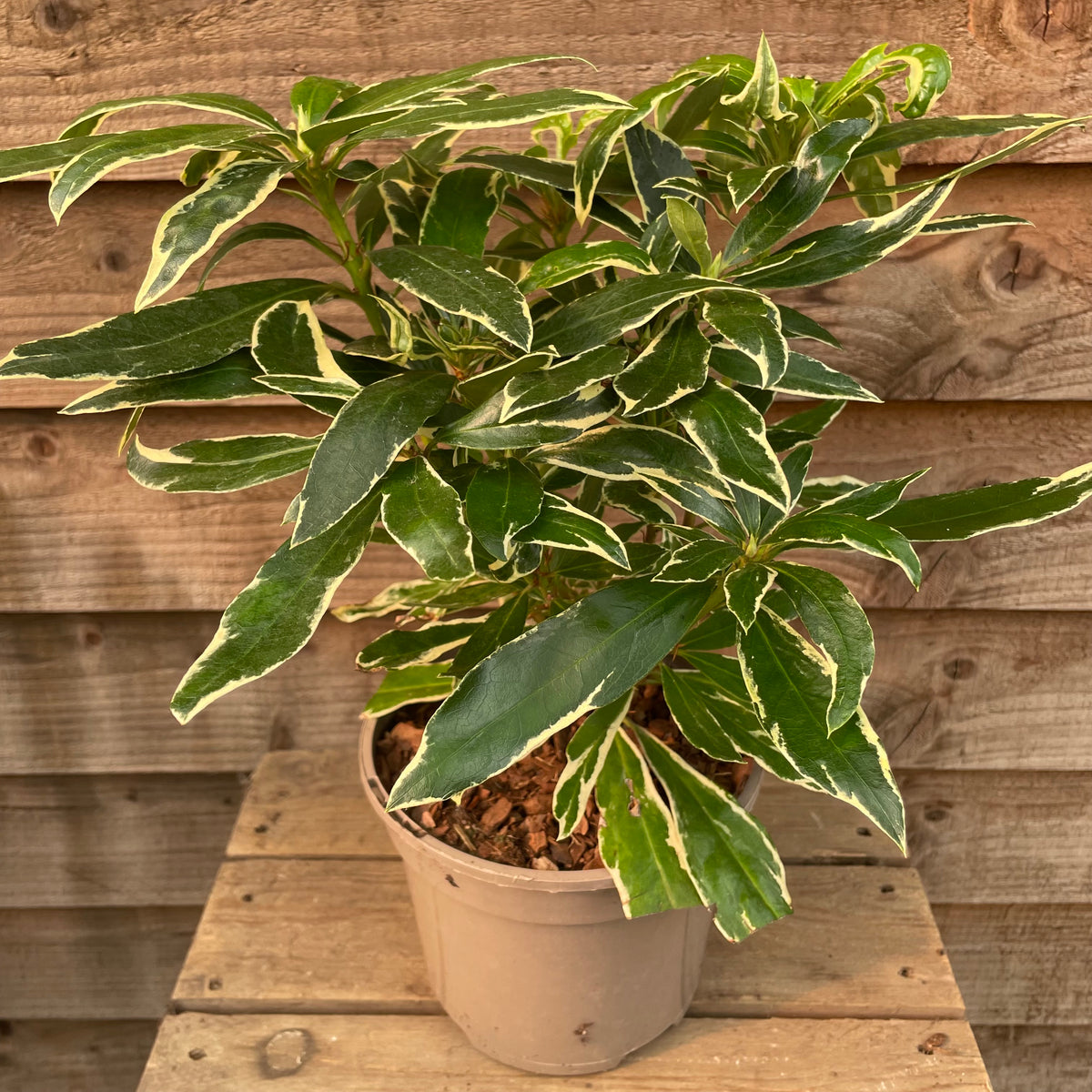 Rhododendron Variagata