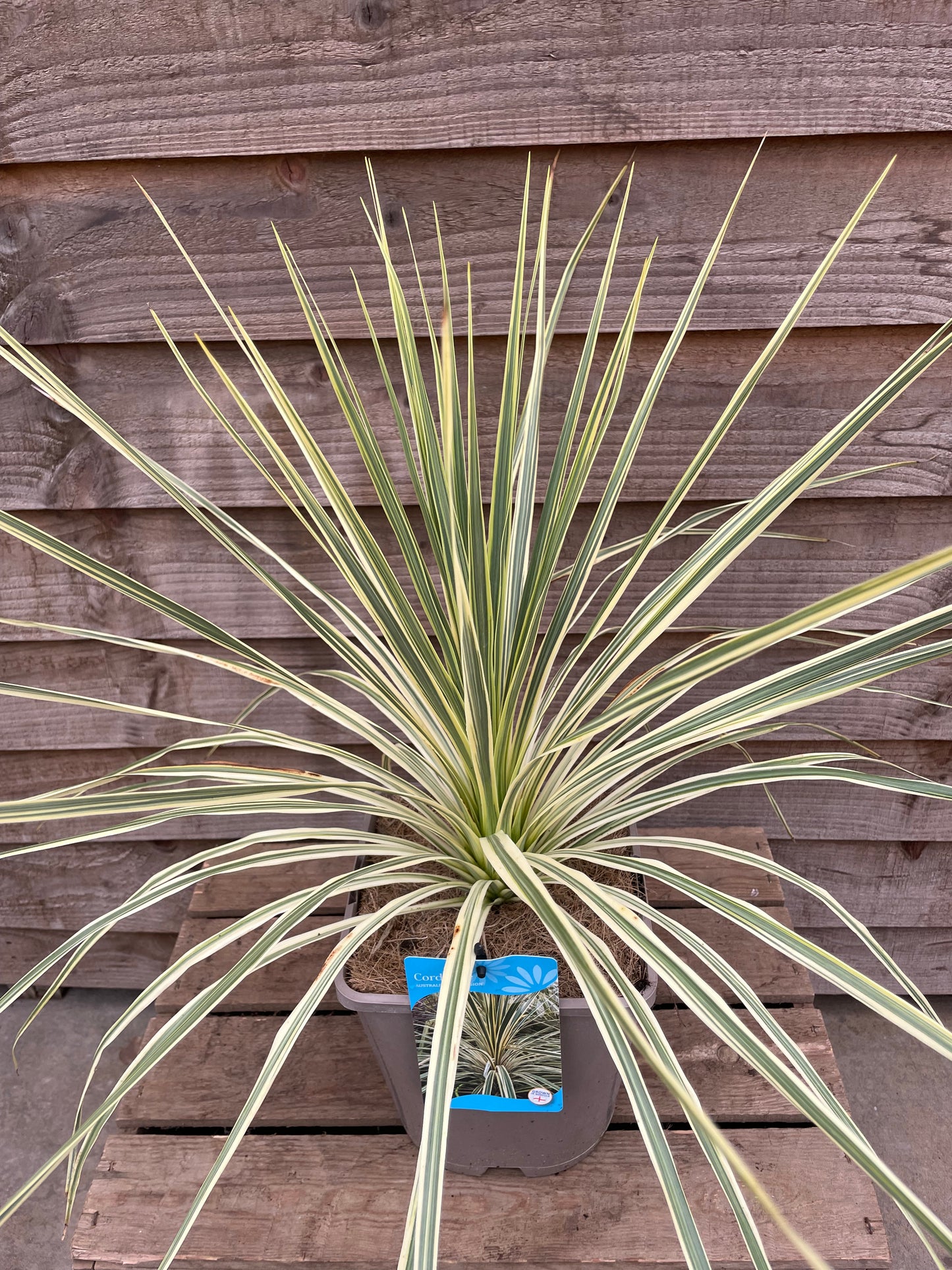 Cordyline Lime Passion
