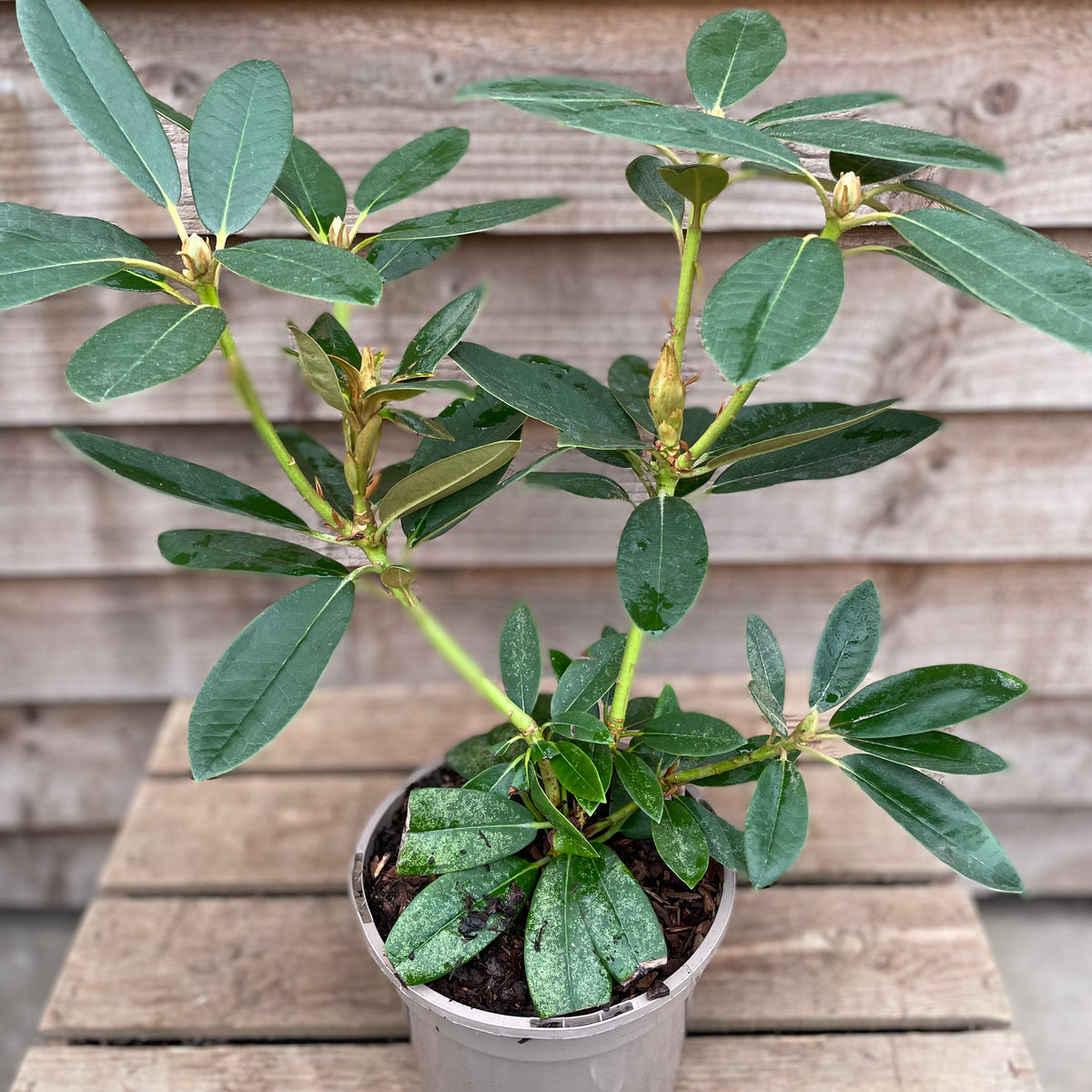 Rhododendron Percy Wiseman