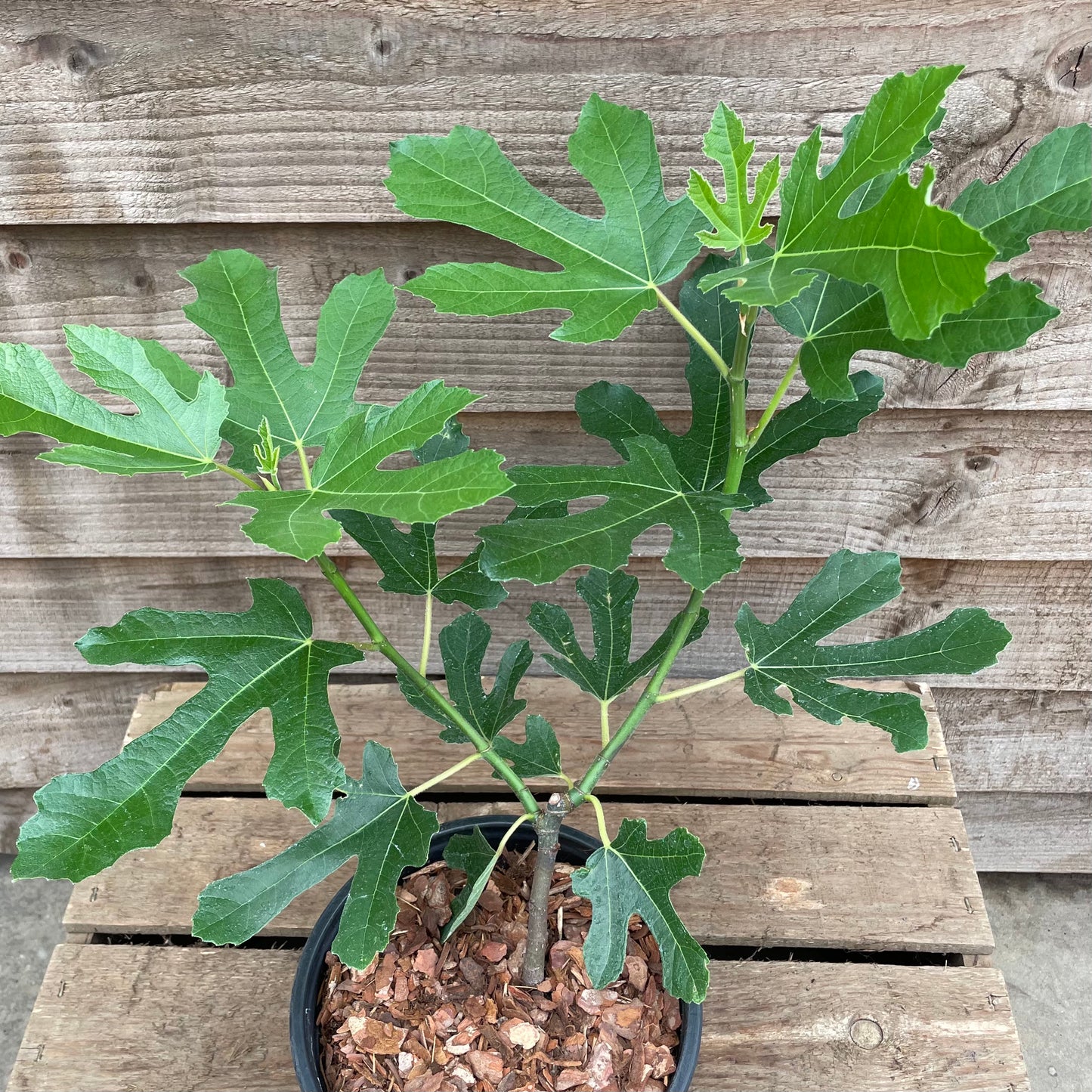 Ficus Little Miss Figgy