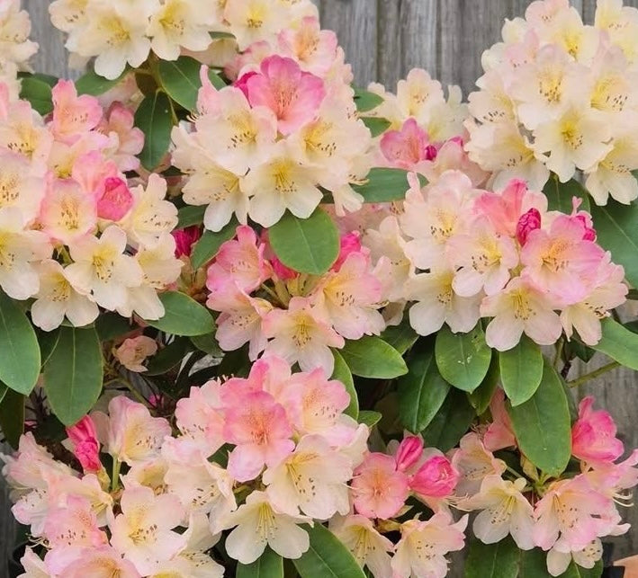 Rhododendron Percy Wiseman