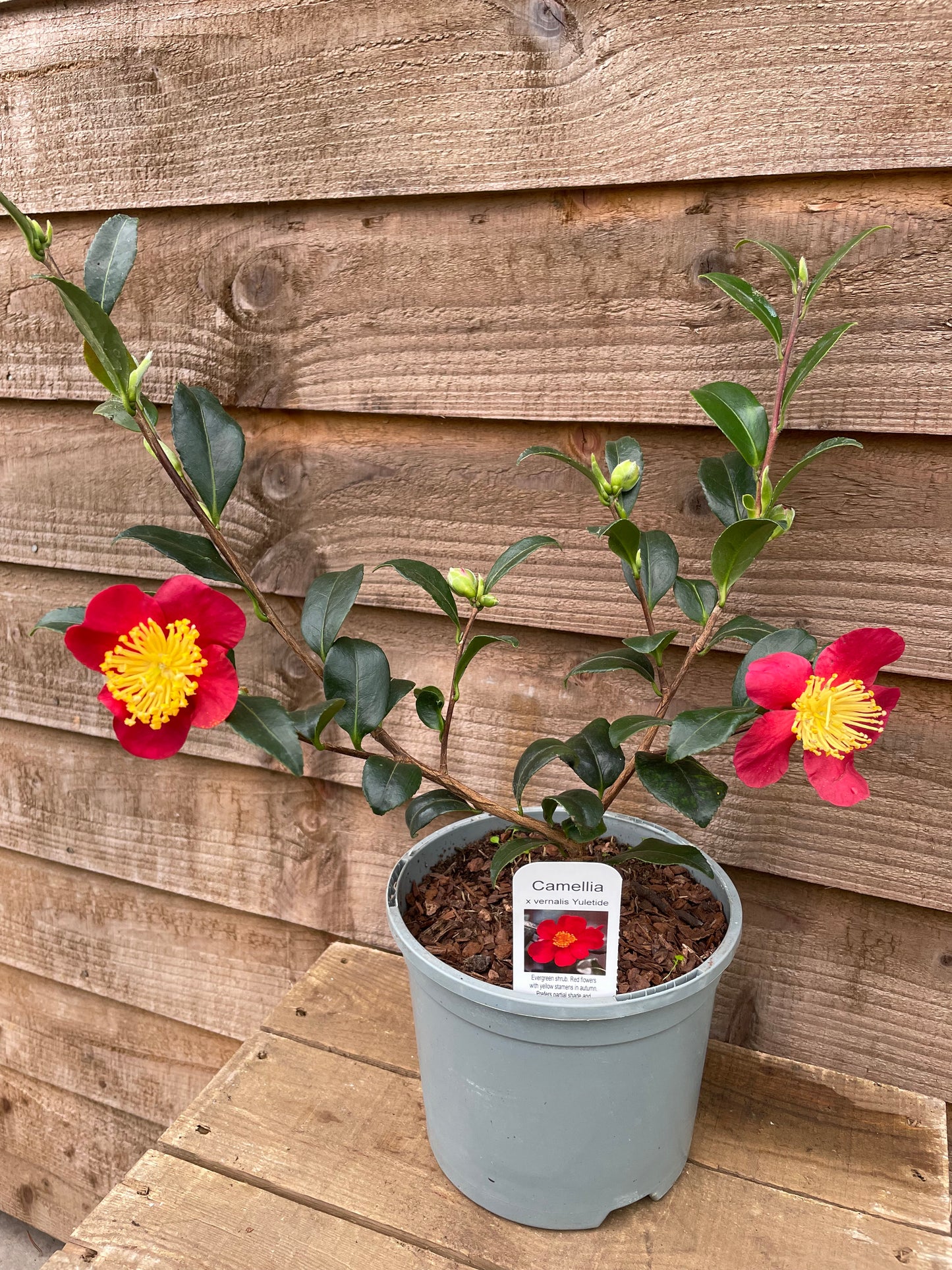 Camellia Yuletide Christmas Gift Wrapped & Tagged