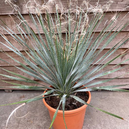 Dasylirion serratifolium