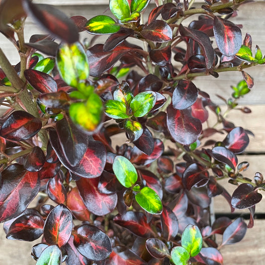 Coprosma Glowing Embers
