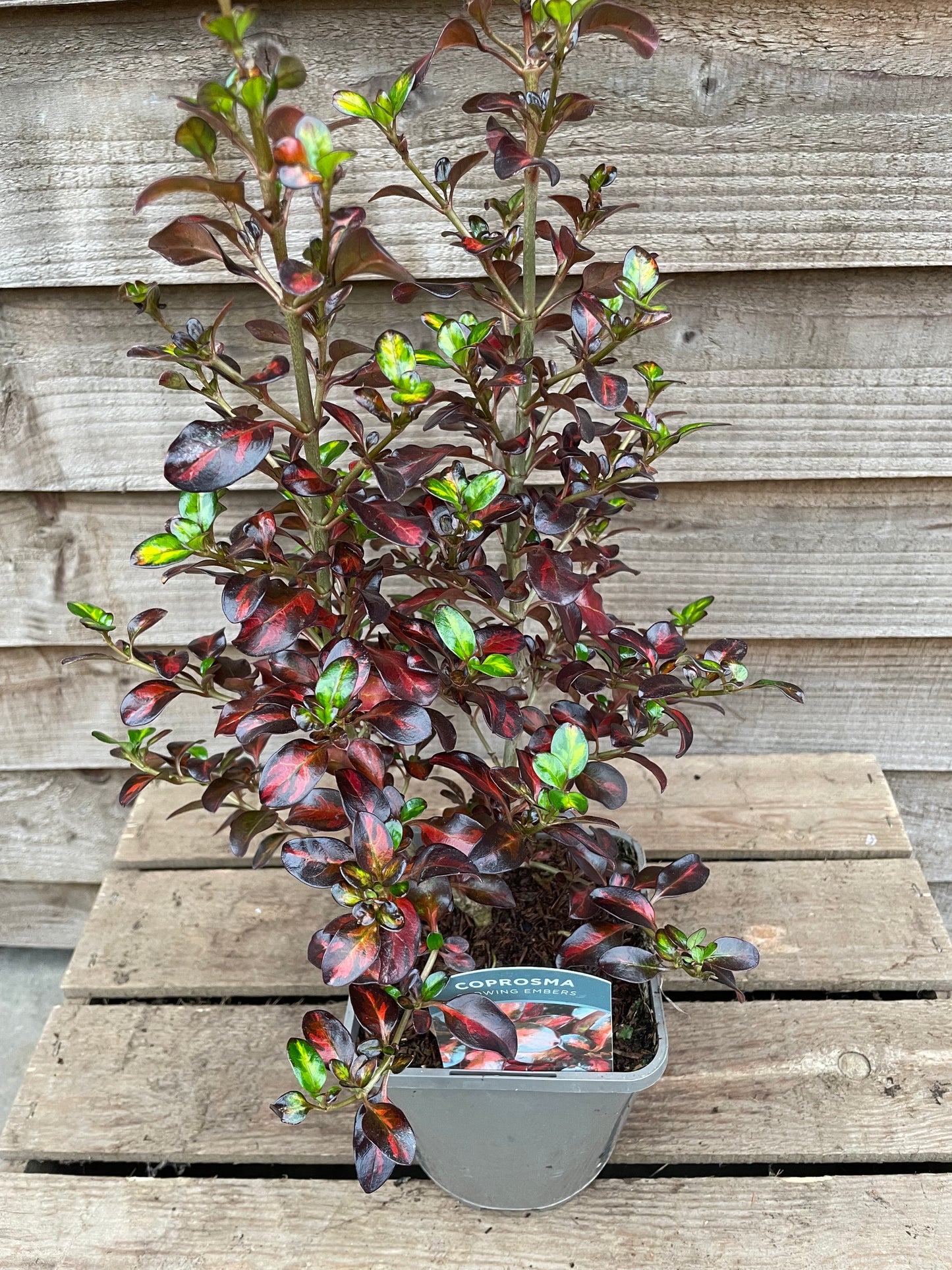 Coprosma Glowing Embers