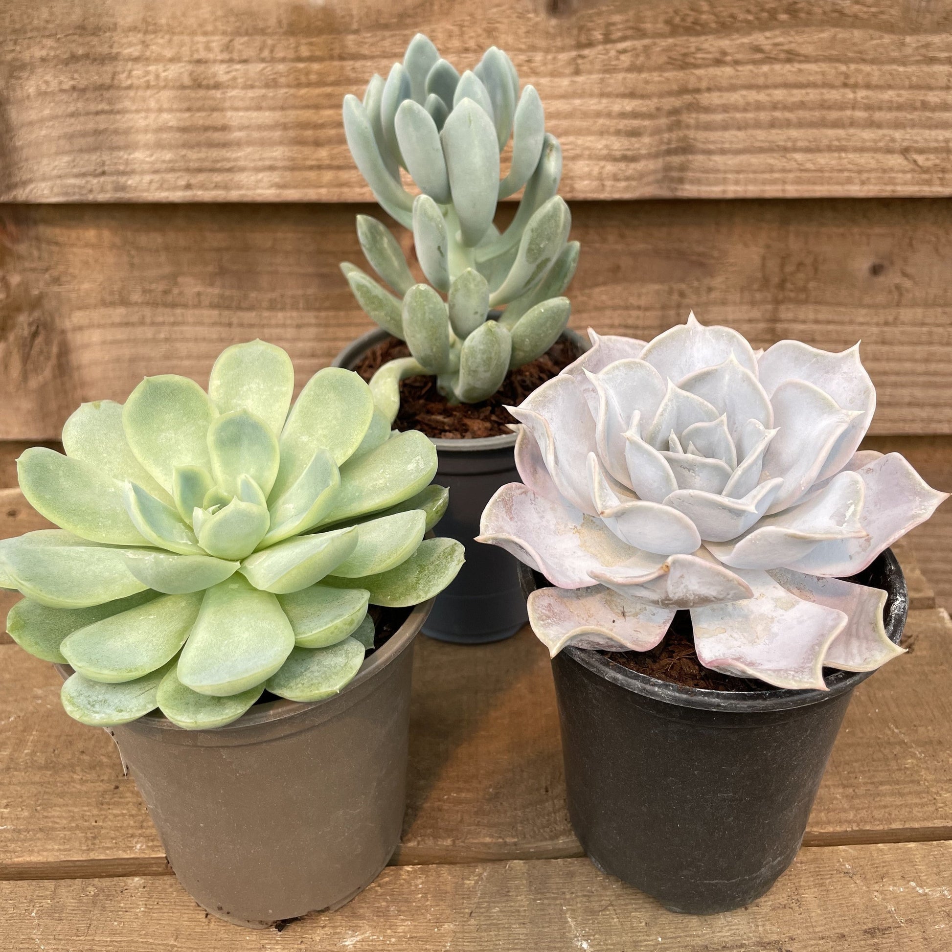 evergreen succulent Echeveria Succulent Collection