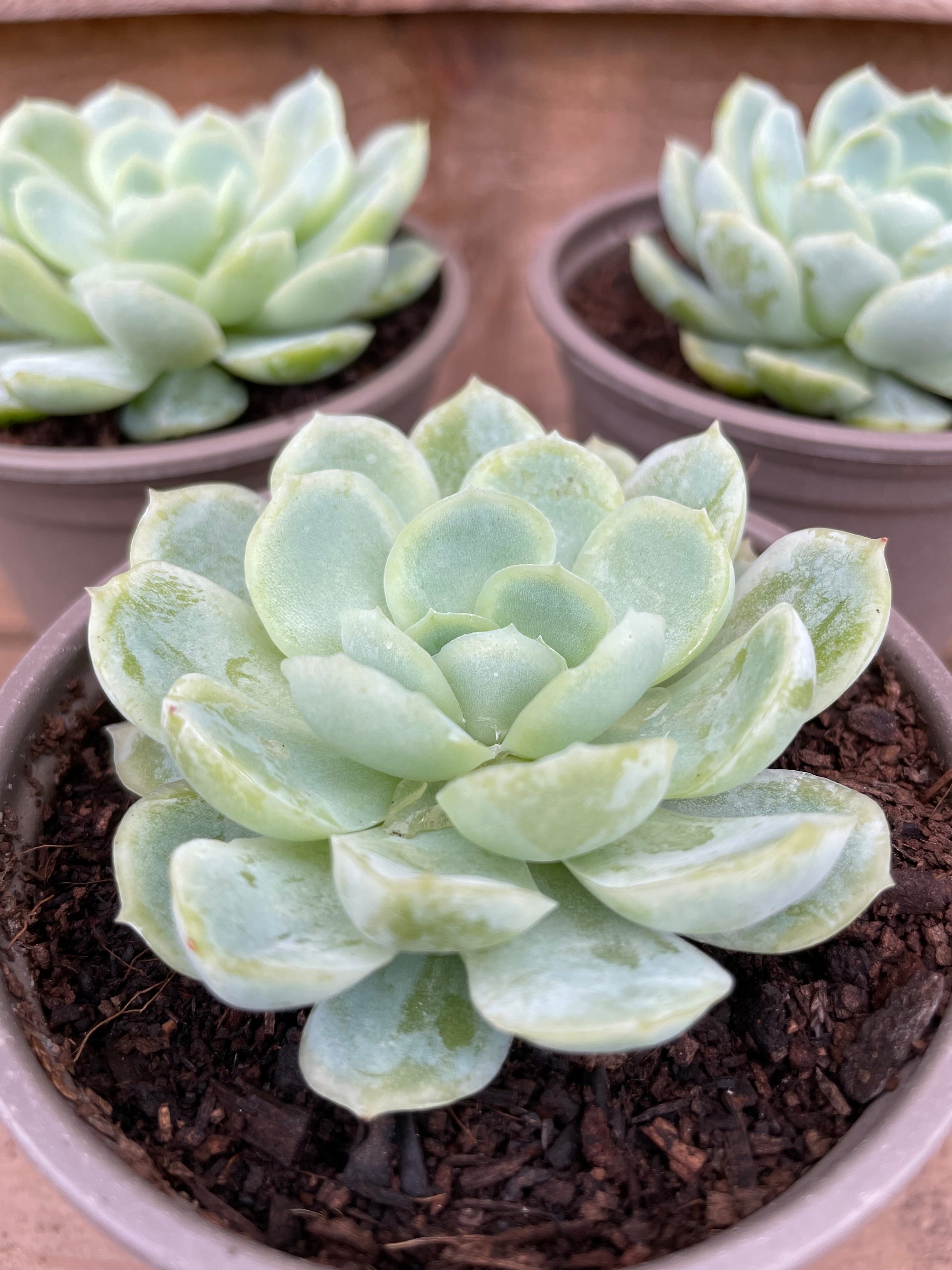 evergreen succulent plants Echeveria Succulent Collection
