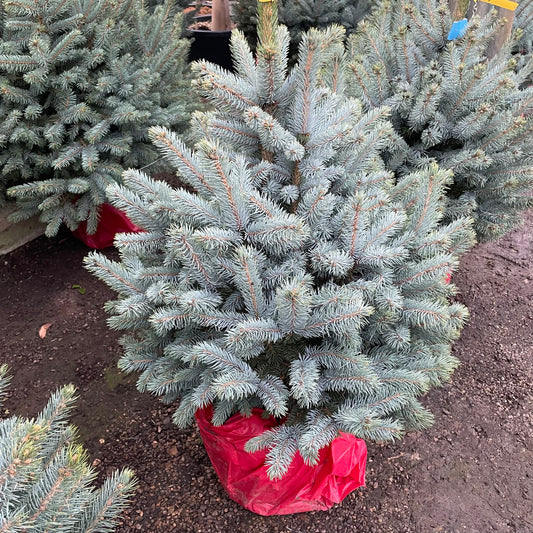 Blue Spruce Christmas Tree