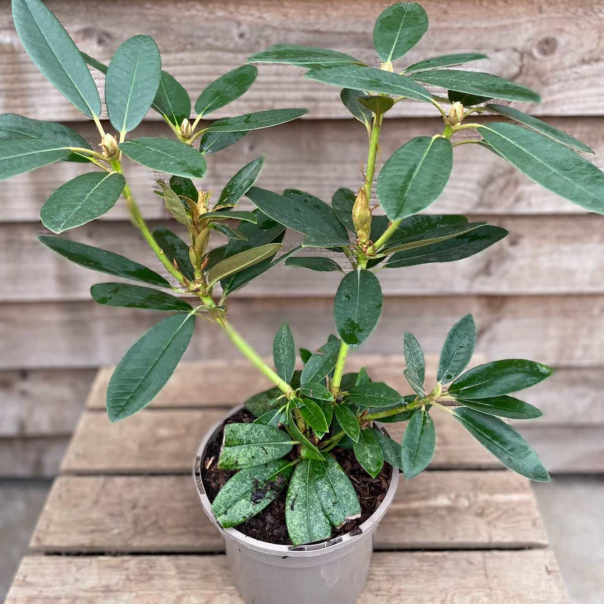 Rhododendron Percy Wiseman