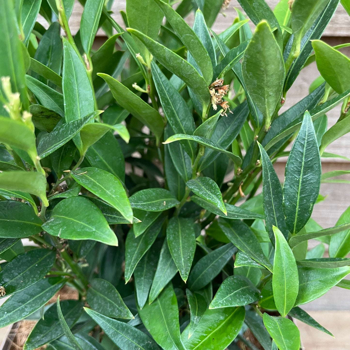 Sarcococca Dragon Gate