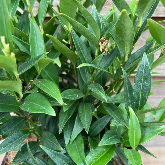 Sarcococca Dragon Gate