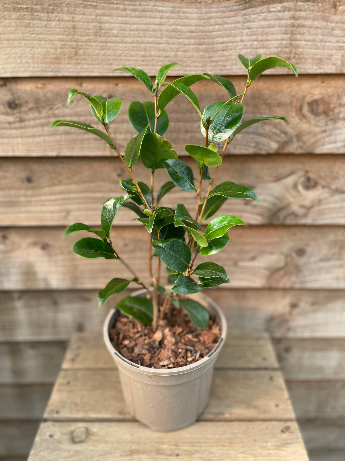 Camellia Ruby Wedding