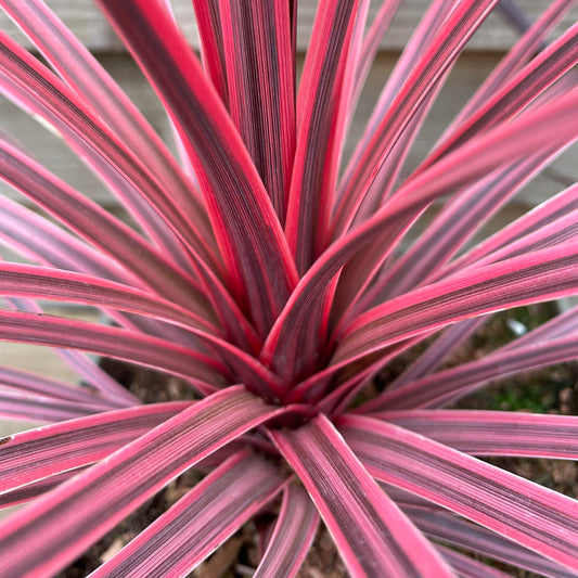 Cordyline Charlie Boy