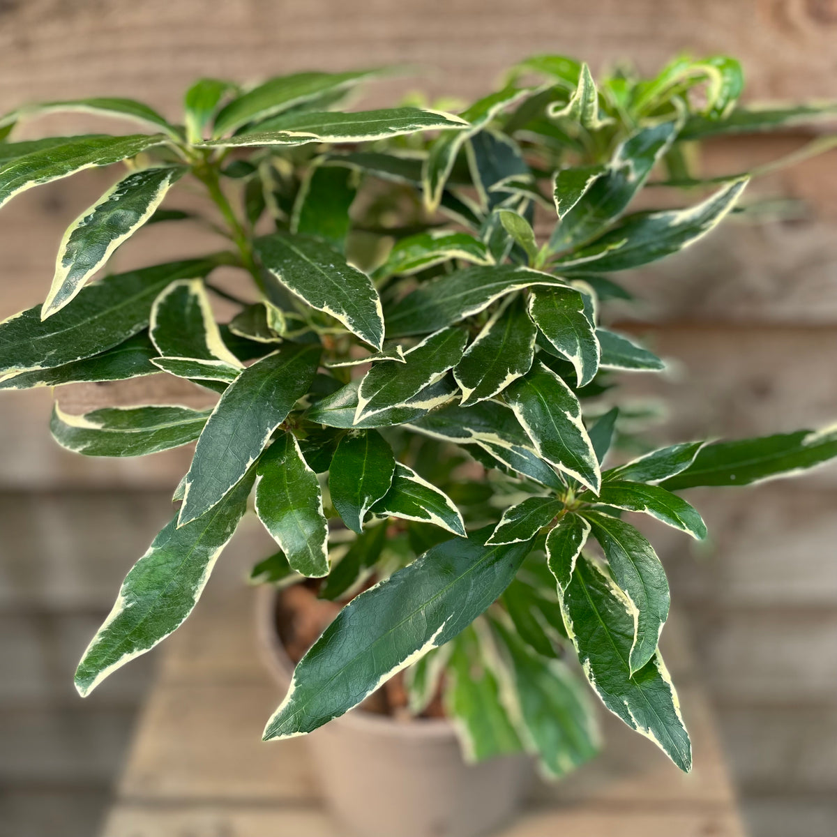 Rhododendron Variagata