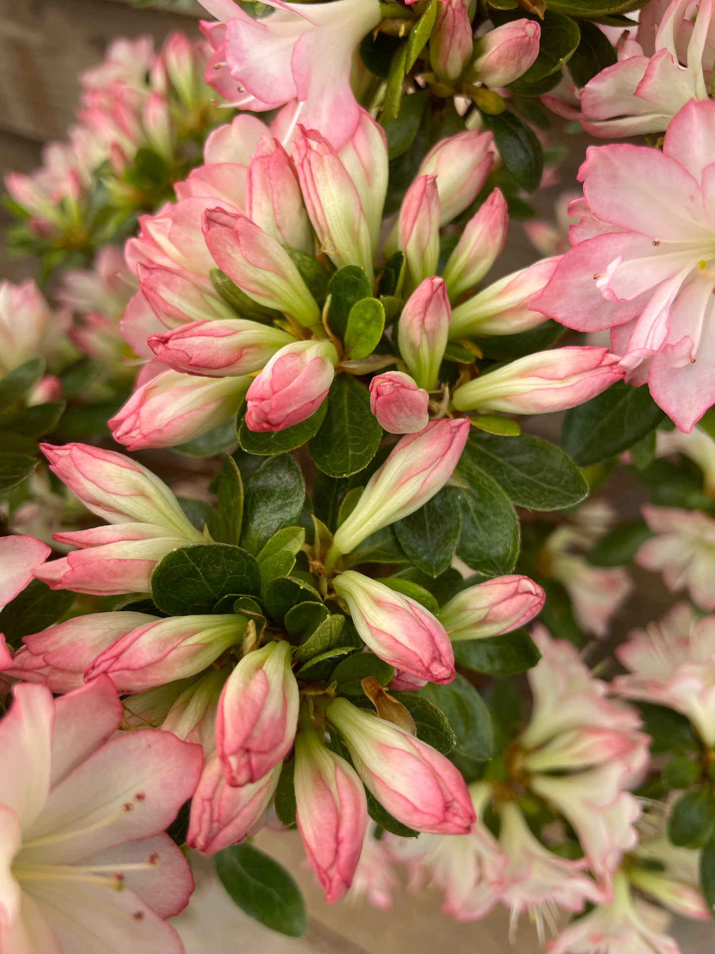 Rhododendron Roehr's Peggy Ann