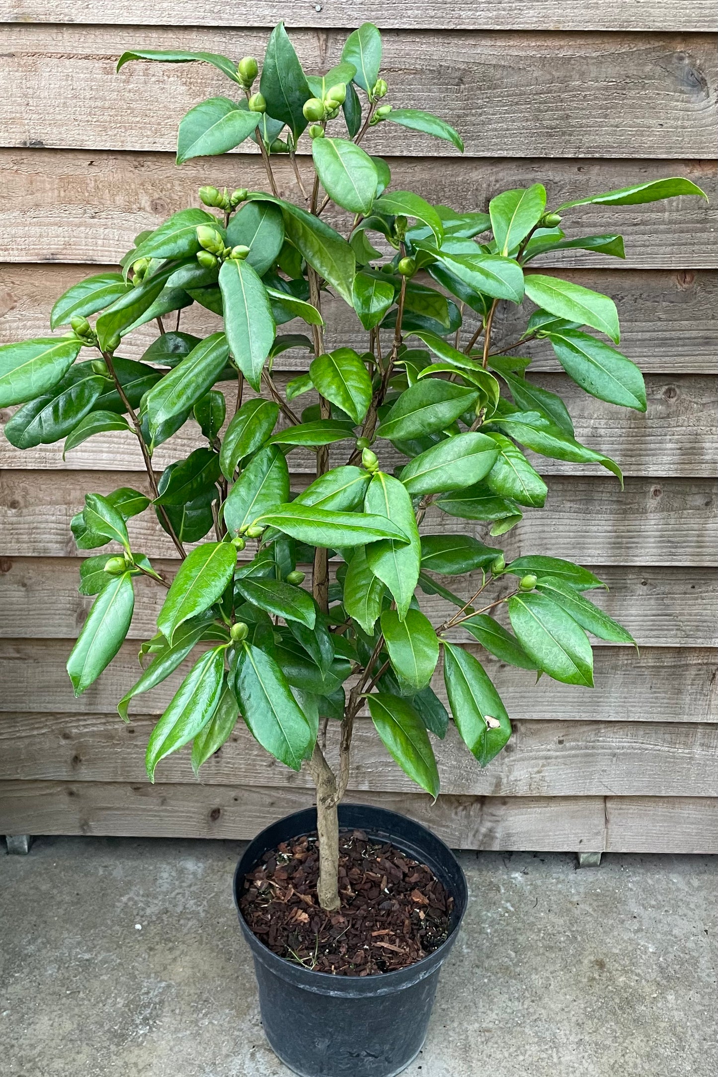 Camellia Silver Anniversary