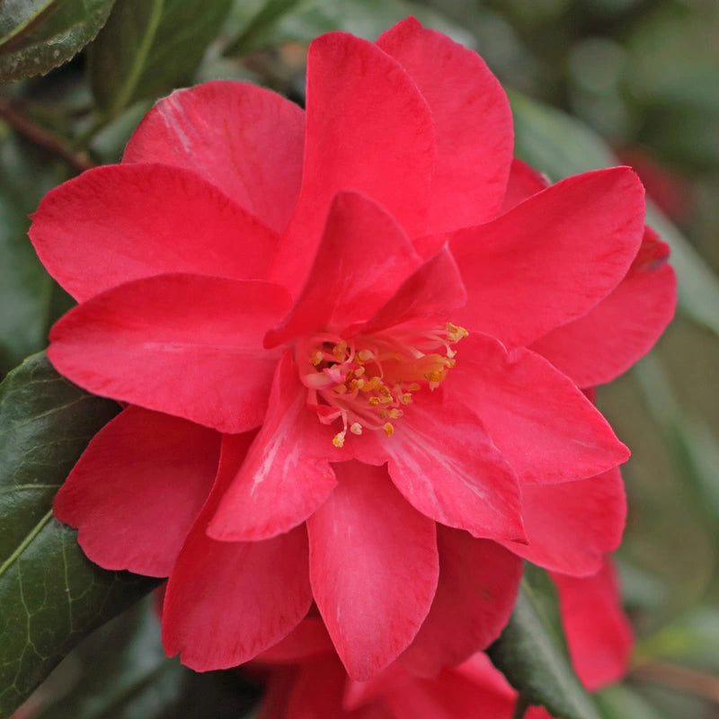 Red Camellia Flower