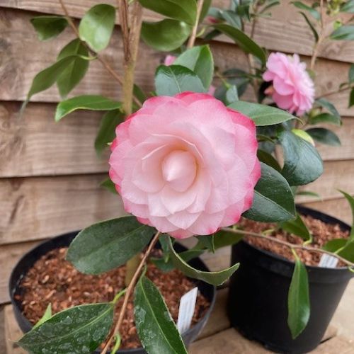 Camellia Nuccio's Pearl