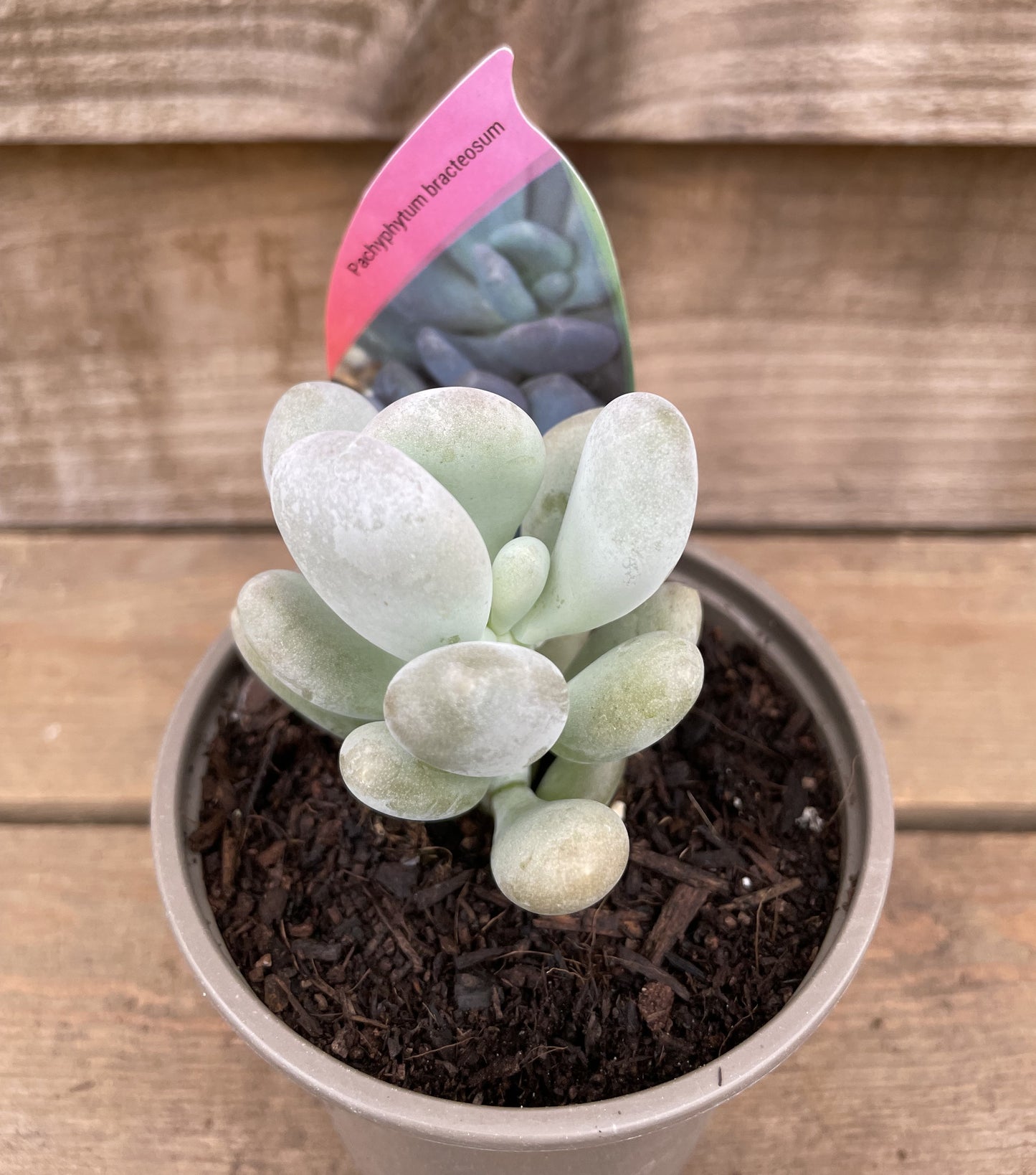 Pachyphytum bracteosum