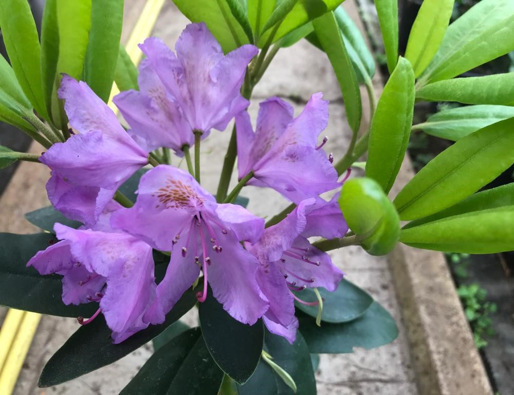 Rhododendron Variagata