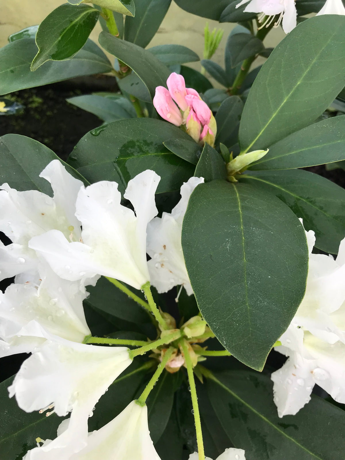 Rhododendron Cunninghams White