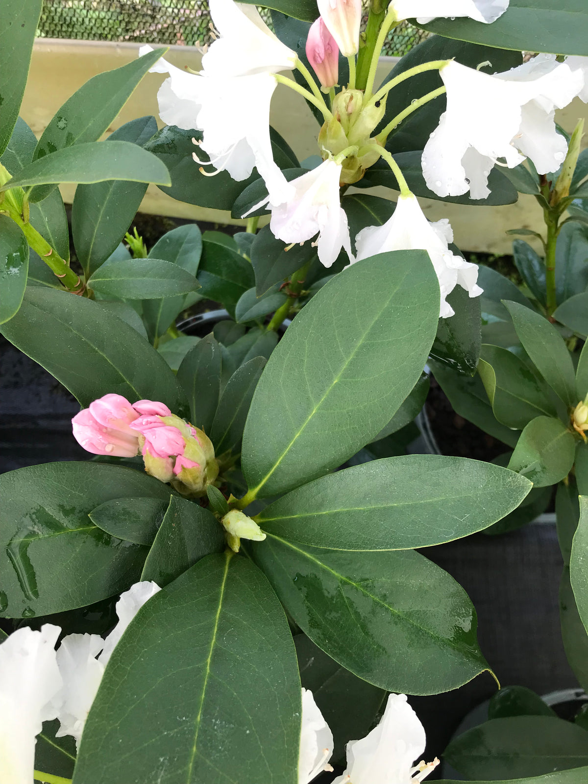 Rhododendron Cunninghams White