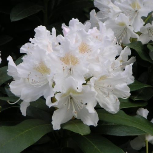 Rhododendron Cunninghams White