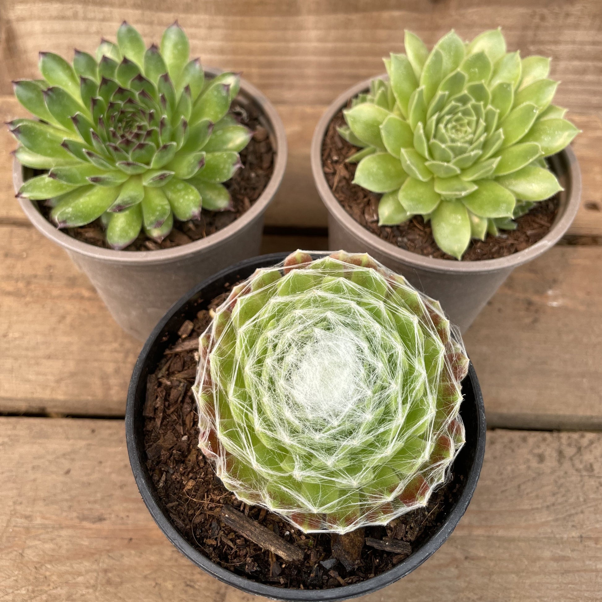 are sempervivum succulents Sempervivum Succulents Collection