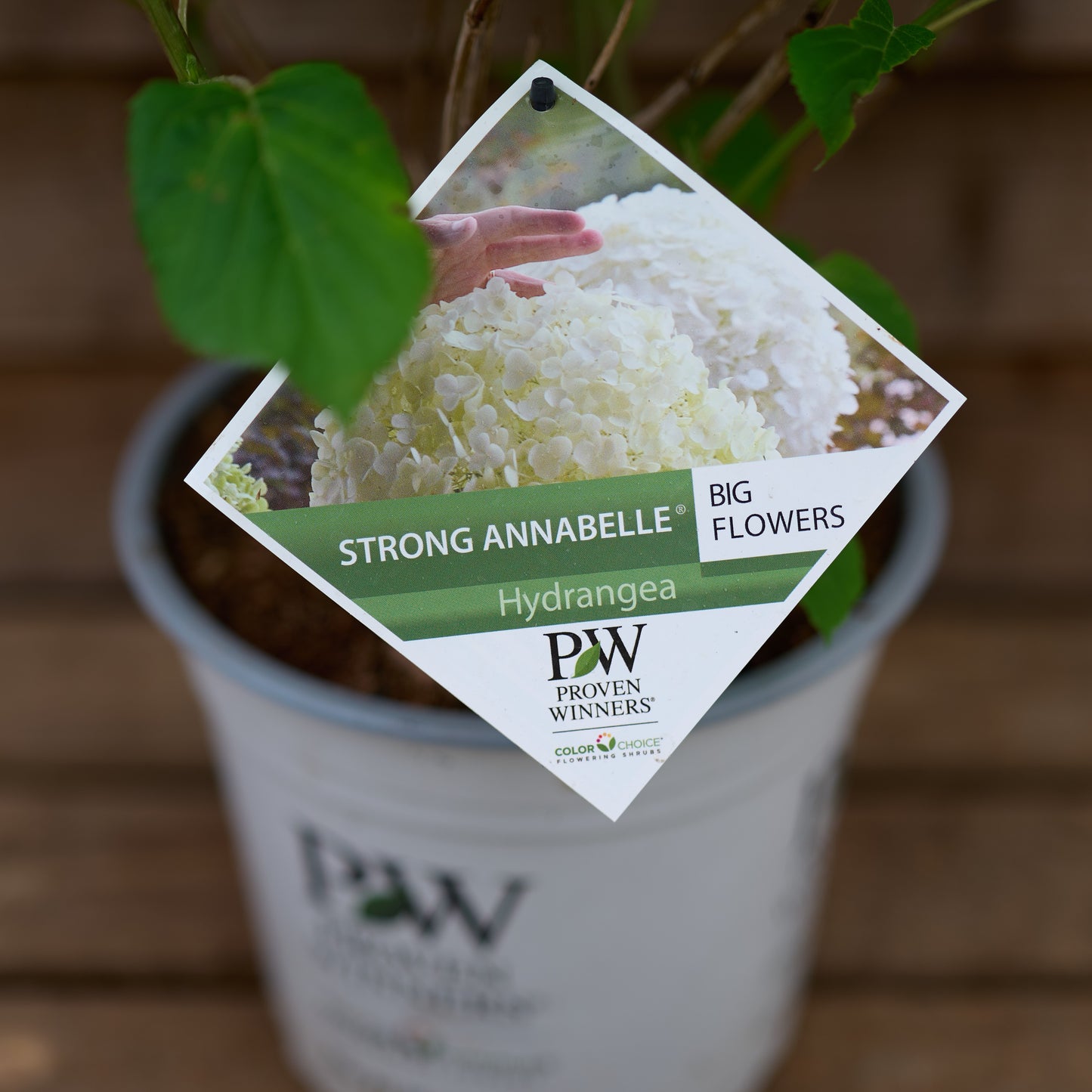 Label on hydrangea strong annabelle plant