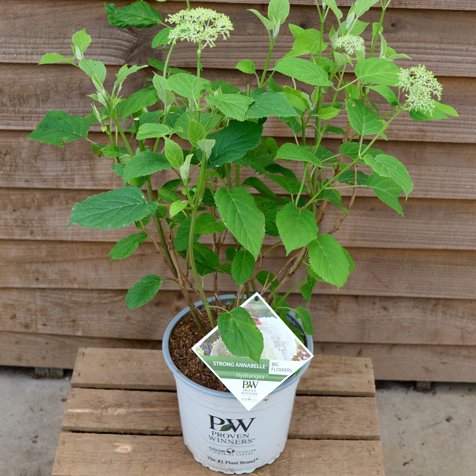Potted hydrangea strong annabelle plant