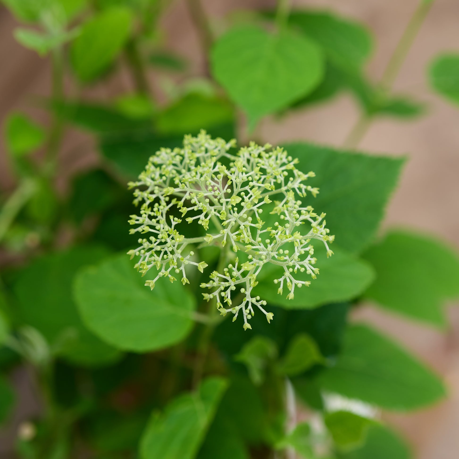 Flower starting on hydrangea strong annabelle