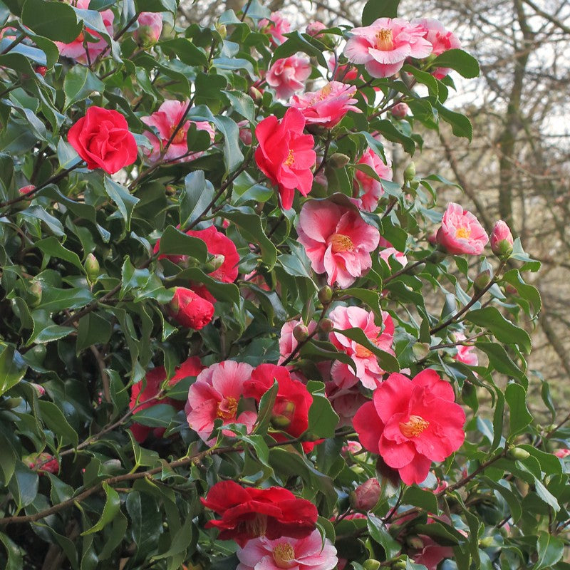Blooming Flowers on Large Camellia Tricolour Plant 