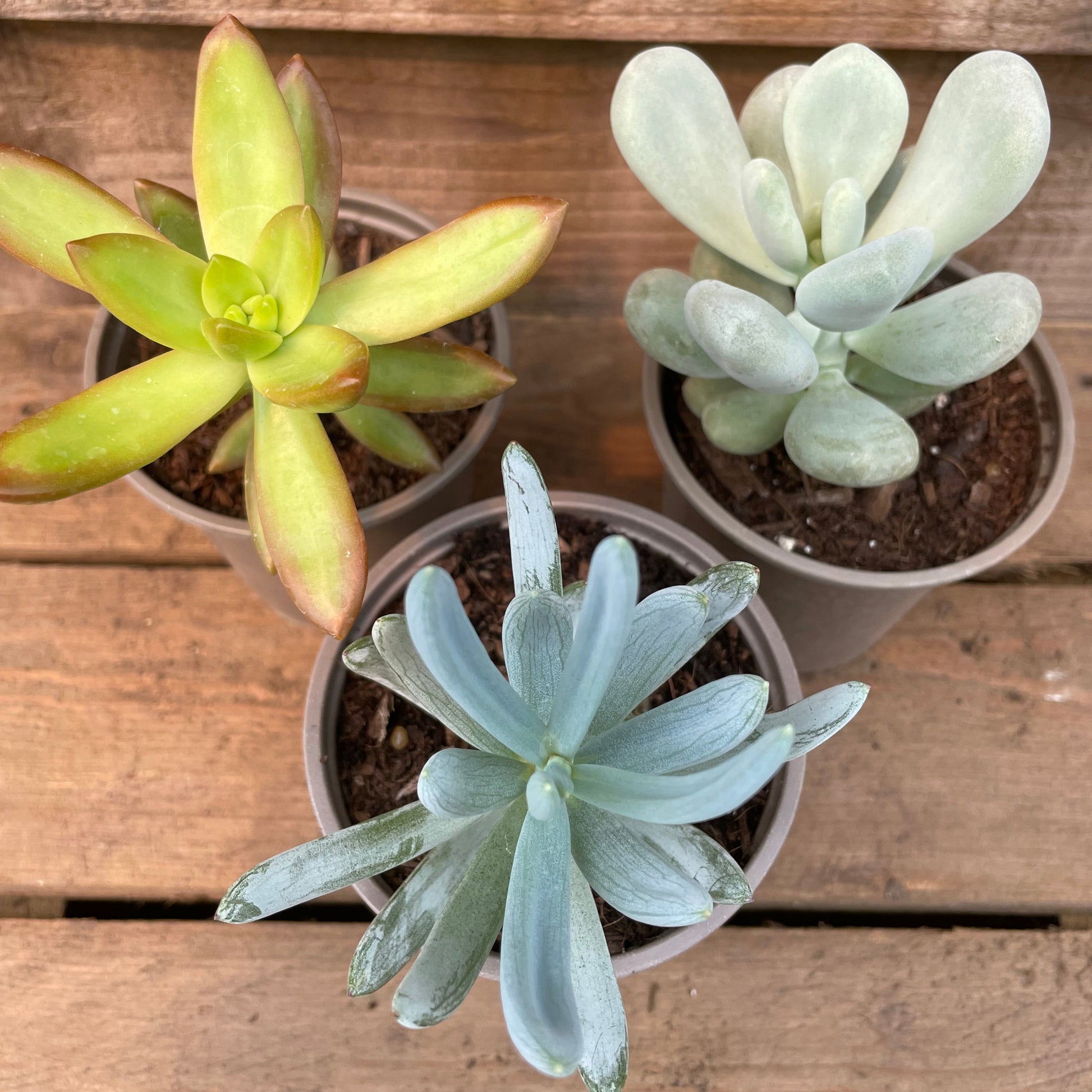 unusual succulents Unusual Succulents for Sale
