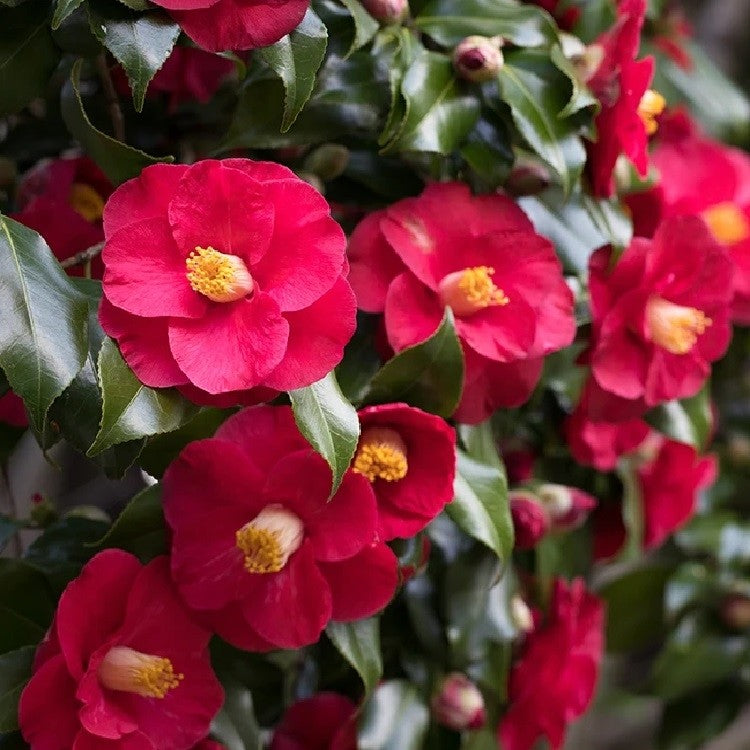 Camellia Dr King