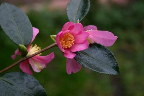 Pink Flowers on Camellia Sasanqua Hugh Evans Plant